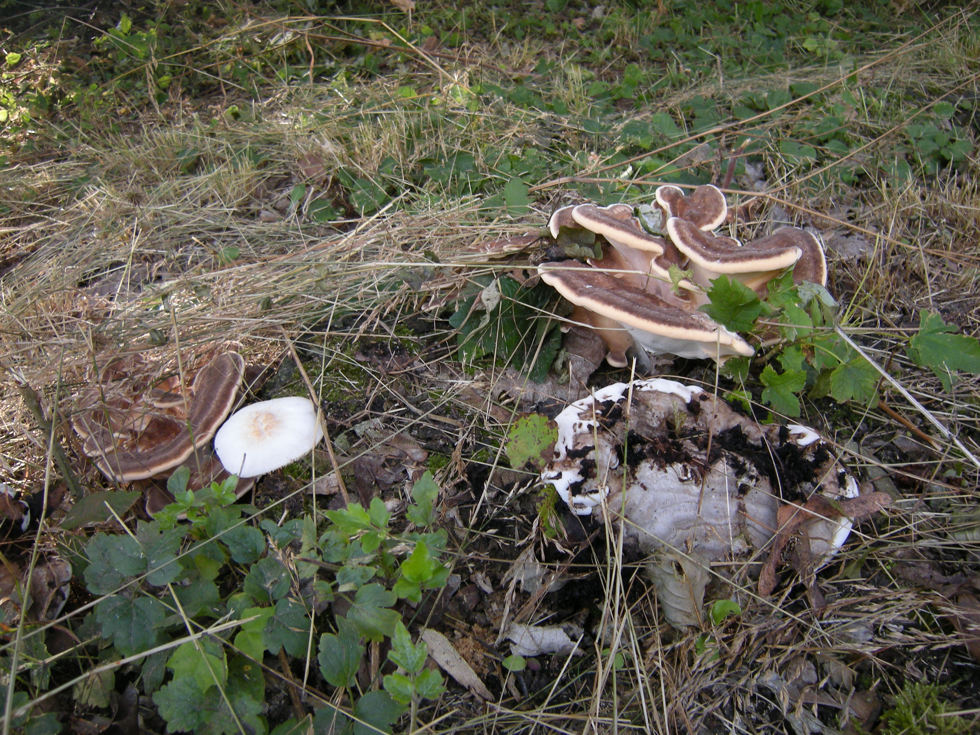 Houbičky u kapličky